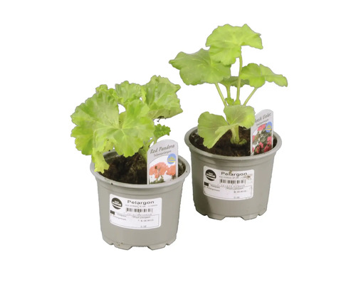 Två pelargoner i kruka, en Red Pandora, en Antik Violett.