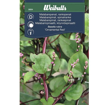 Malabarspenat Basella rubra 'Ornamental Red'