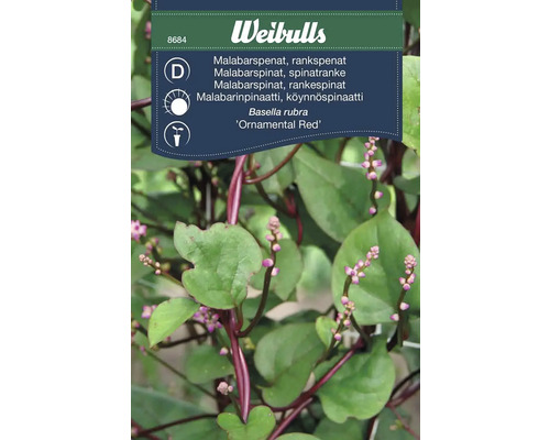 Malabarspenat Basella rubra 'Ornamental Red'