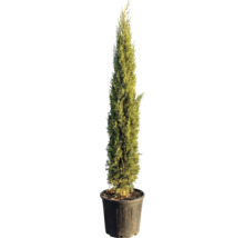 Cypress i en planteringskruka