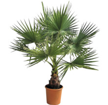 Hampa palm i kruka