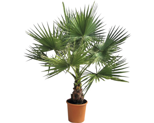 Hampa palm i kruka