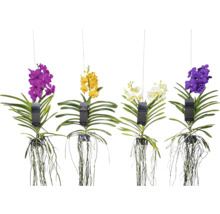 Hängande ANSU-orkidéer i olika färger