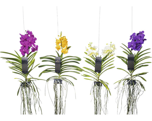 Hängande ANSU-orkidéer i olika färger