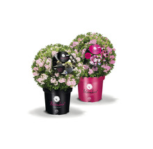 Två blommande rhododendronbollväxter i kruka