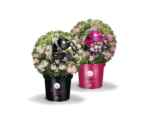 Två blommande rhododendronbollväxter i kruka