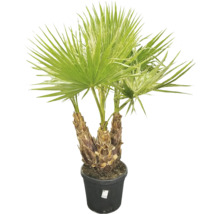 Hampa palm i kruka