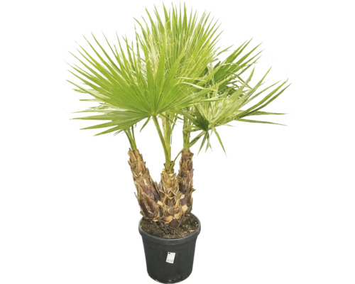 Hampa palm i kruka