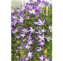 Blommande klematis klätterväxt på bambupinne