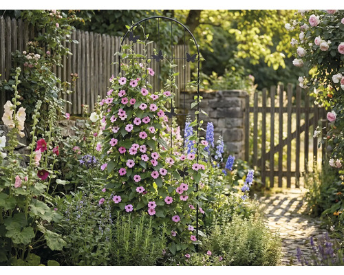 Trädgårdsscen med växtstöd, blommor och trädgårdsgång
