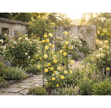 Trädgårdsscen med rosenbåge, gula rosor och dekorativa fjärilar