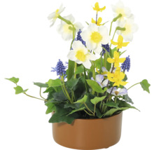 Dekorativt blomsterarrangemang med narcisser, pärlhyacinter och olika gröna växter i en planteringslåda.