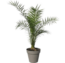 Dadelpalm i kruka för inomhusbruk