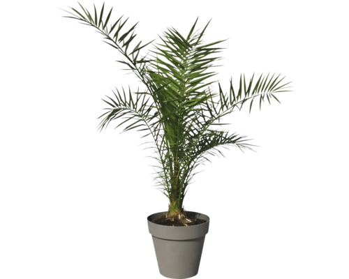 Dadelpalm i kruka för inomhusbruk