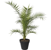 Dadelpalm i kruka som krukväxt