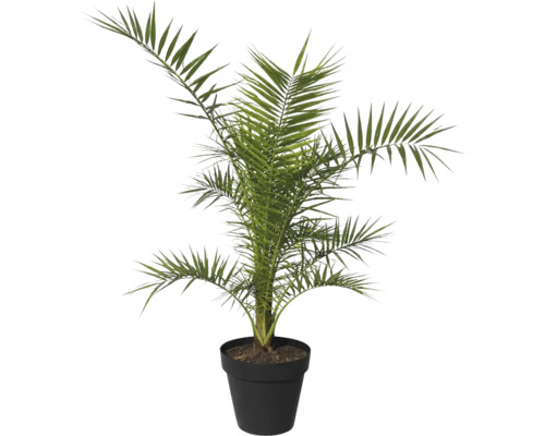 Dadelpalm i kruka som krukväxt