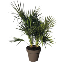 Hampa palm i en kruka