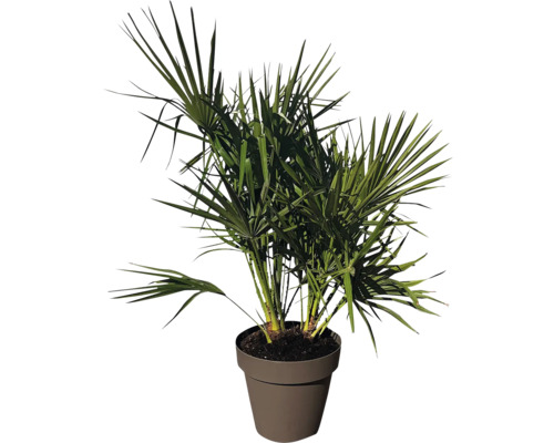 Hampa palm i en kruka
