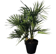 Hampa palm i kruka