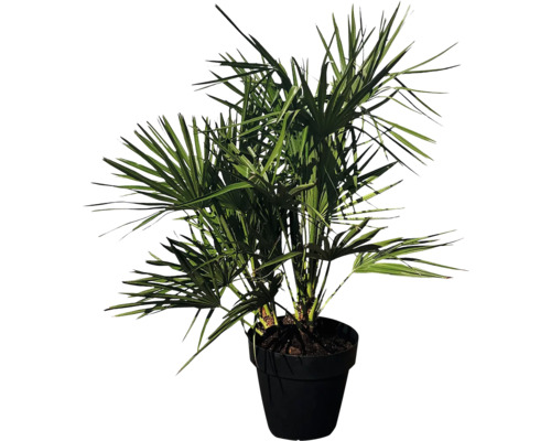 Hampa palm i kruka