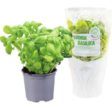 Basilika planta i kruka och förpackad basilika planta