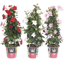 Tre Dipladenia-växter i krukor med röda, vita och rosa blommor