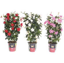 Tre krukväxter av typen Diamantina med röda, vita och rosa blommor