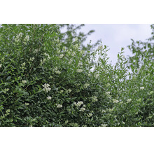 Blommande häck med gröna blad och vita blommor