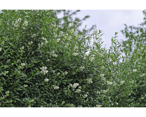 Blommande häck med gröna blad och vita blommor