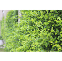 Häck med små gröna blad