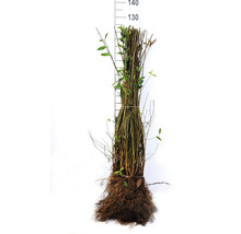 Knippe avenboksplantor med rotklump bredvid en mätsticka