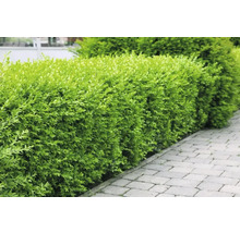 Grön buxbomhäck längs en trottoar