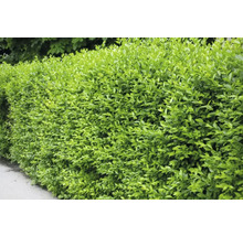 Detaljvy av en tät, grön häck som en trädgårdselement.