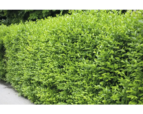 Detaljvy av en tät, grön häck som en trädgårdselement.