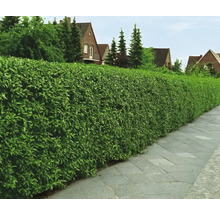 Grön lagerhägg bredvid en gångväg framför bostadshus