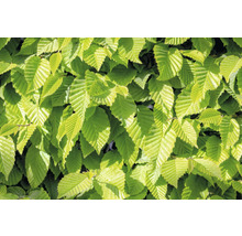 Närbild av avenbokblad