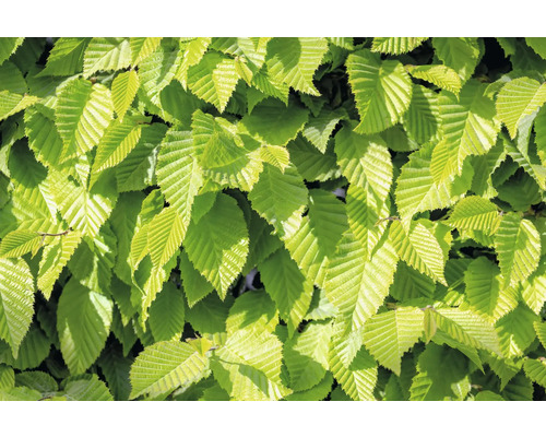 Närbild av avenbokblad