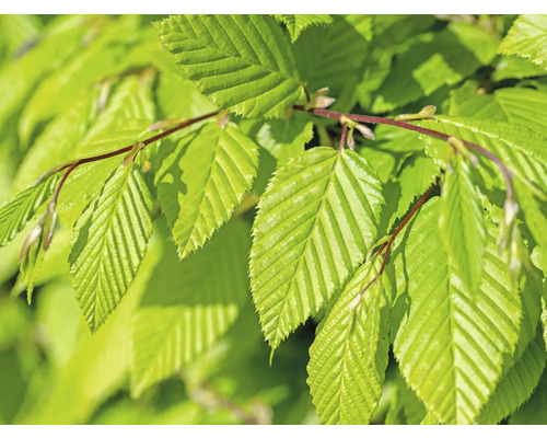Närbild av bokblad på en gren