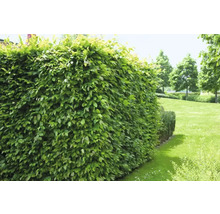 Närbild av en grön häck i trädgården.