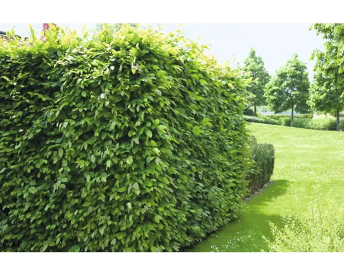 Närbild av en grön häck i trädgården.