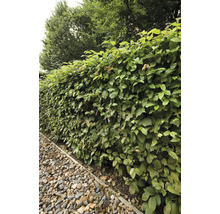 Bokhäck som insynsskydd i trädgården