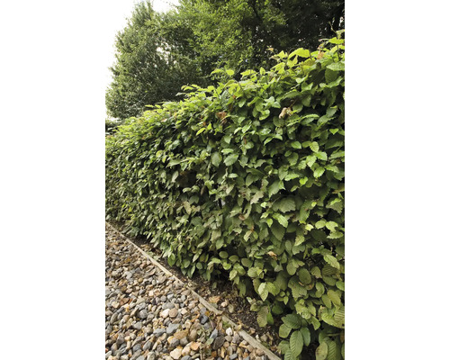 Bokhäck som insynsskydd i trädgården