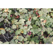 Svarta vinbär på busken med gröna blad