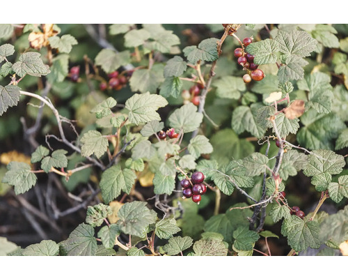 Svarta vinbär på busken med gröna blad