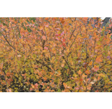 Höstbuske med gula och röda blad