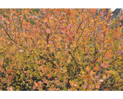 Höstbuske med gula och röda blad