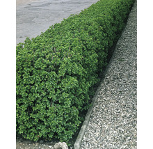 Häck för trädgårdsdesign bredvid en gångväg.