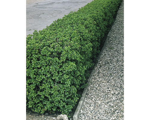 Häck för trädgårdsdesign bredvid en gångväg.