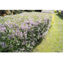 Blommande häck med små blommor i trädgården