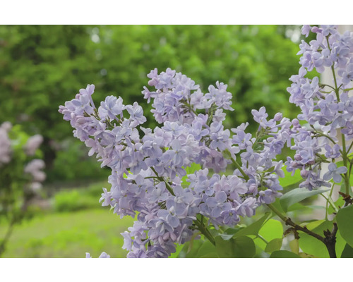Närbild av lila syrenblommor